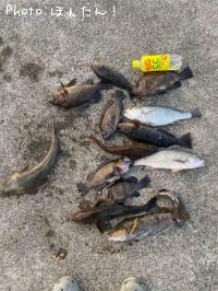 ��̡�����Х�