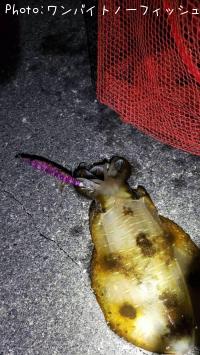 �����ꥤ��