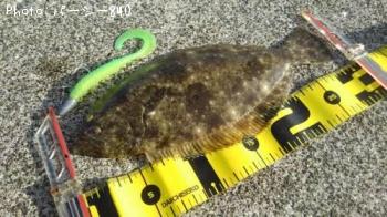 ¥Ò¥é¥á¡Ê¥½¥²¡Ë