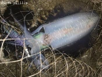 ¥¢¥ª¥ê¥¤¥«