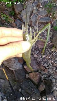 ¥Æ¥Ê¥¬¥¨¥Ó