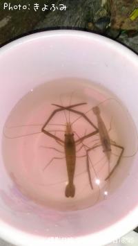 ¥Æ¥Ê¥¬¥¨¥Ó