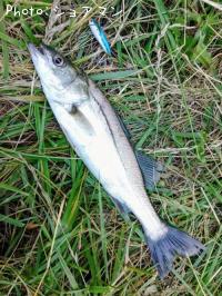 �����Х�