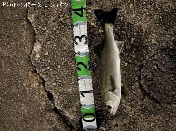 ¥·¡¼¥Ð¥¹¡¡