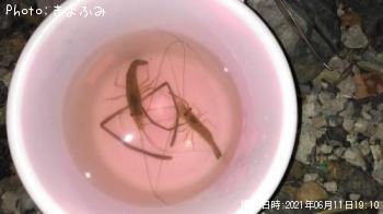 �ƥʥ�����