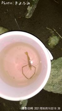 ¥Æ¥Ê¥¬¥¨¥Ó