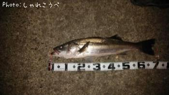 �����Х�