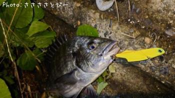 �����������ޥ���