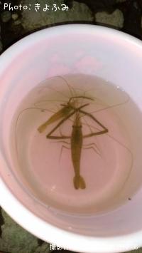 �ƥʥ�����