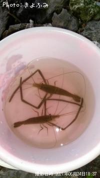 ¥Æ¥Ê¥¬¥¨¥Ó