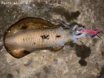 ¥¢¥ª¥ê¥¤¥«