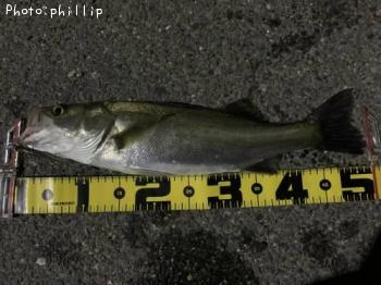 �����Х�