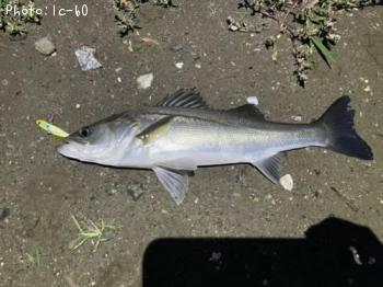 �����Х�