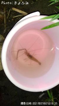 ¥Æ¥Ê¥¬¥¨¥Ó