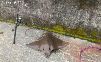 �ʥ�ȥӥ���