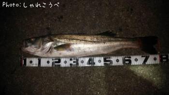 �����Х�