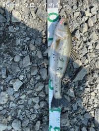 �����Х��ʥեå���