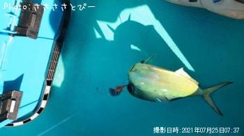 ������ʥڥ�ڥ��