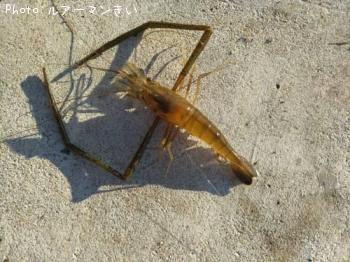 �ƥʥ�����