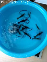 �ƥʥ�����