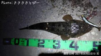 マゴチ