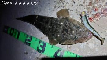 マゴチ