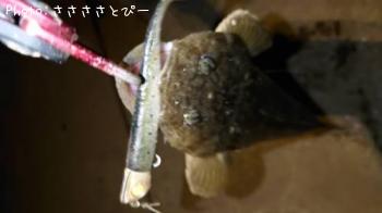 マゴチ