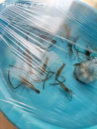 ¥Æ¥Ê¥¬¥¨¥Ó