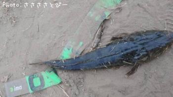 ¥Þ¥´¥Á¡õ¥ï¥¿¥ê¥¬¥Ë