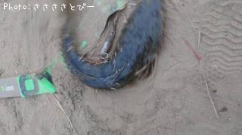 ¥Þ¥´¥Á¡õ¥ï¥¿¥ê¥¬¥Ë