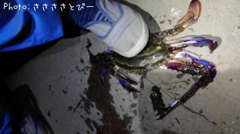 ¥Þ¥´¥Á¡õ¥ï¥¿¥ê¥¬¥Ë