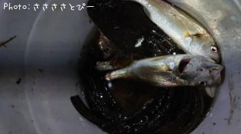 ¥Þ¥´¥Á¡õ¥ï¥¿¥ê¥¬¥Ë