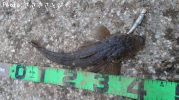 �ޥ������勵�ꥬ�ˡ����ʤ�