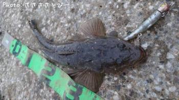 �ޥ������勵�ꥬ�ˡ����ʤ�