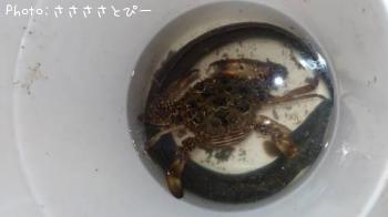 �ޥ������勵�ꥬ�ˡ����ʤ�