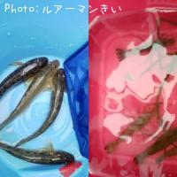 �ƥʥ�����