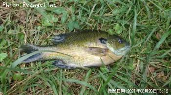 �֥롼����