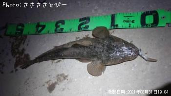 ¥Þ¥´¥Á¡õ¥¥Ó¥ì