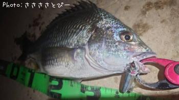 ¥Þ¥´¥Á¡õ¥¥Ó¥ì