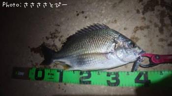 ¥Þ¥´¥Á¡õ¥¥Ó¥ì