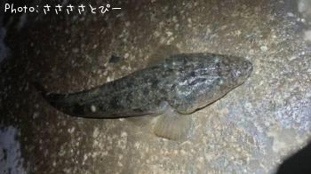 ¥Þ¥´¥Á¡õ¥¥Ó¥ì