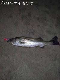 �����Х�