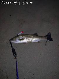 �����Х�