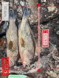 ¥ª¥ª¥â¥ó¥Ï¥¿