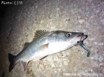 ¥Þ¥´¥Á£²¡¥¥·¡¼¥Ð¥¹£±¡¥¥¥Ó¥ì£±