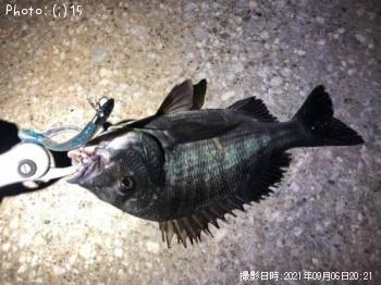 ¥Þ¥´¥Á£²¡¥¥·¡¼¥Ð¥¹£±¡¥¥¥Ó¥ì£±