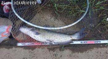 ¥¢¥á¥ê¥«¥Ê¥Þ¥º