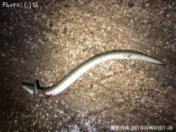 �ޥ��������䡢���ʤ�