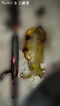 ¥¢¥ª¥ê¥¤¥«