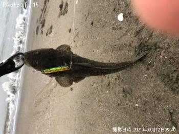 ¥Þ¥´¥Á¡¢¥¦¥ß¥Ø¥Ó